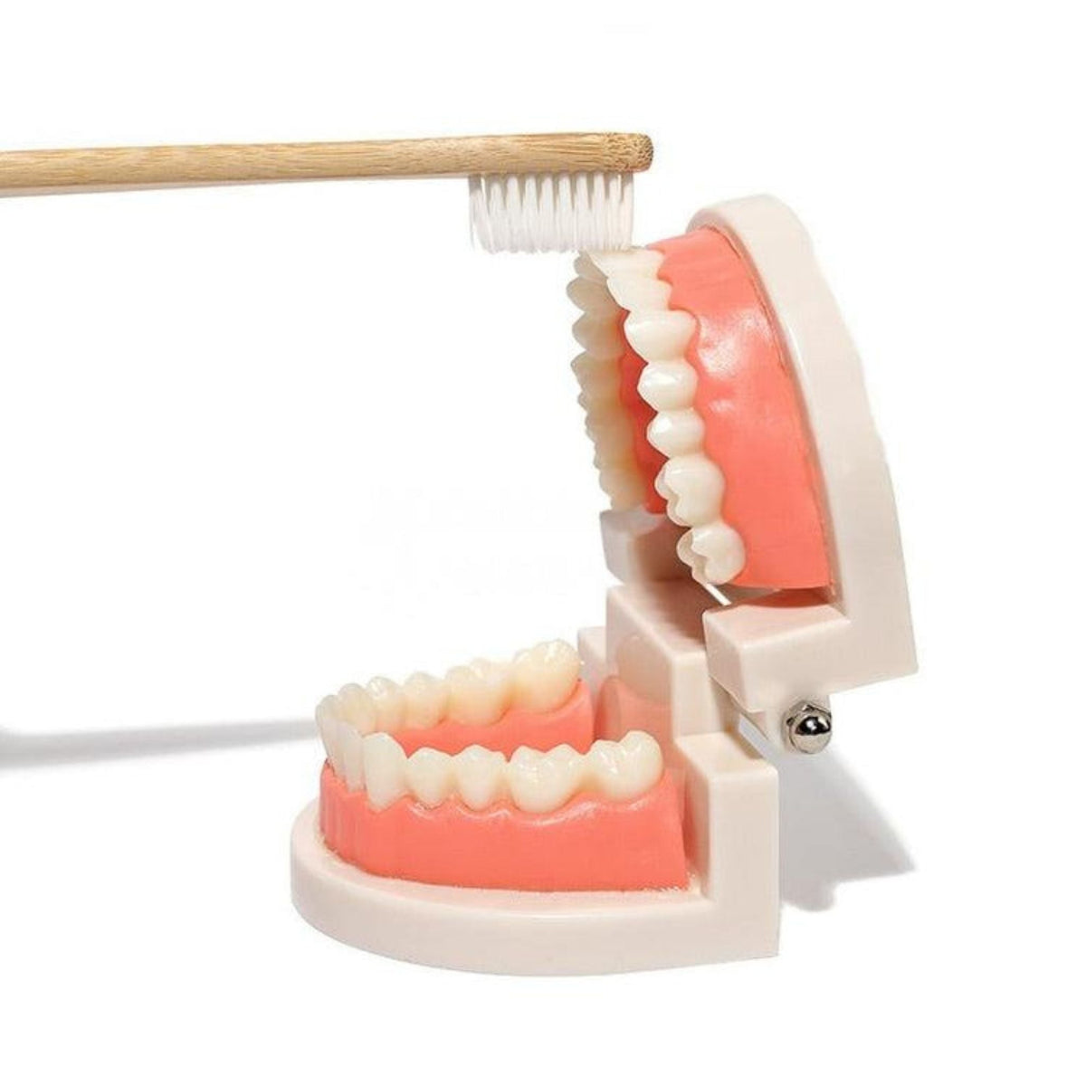 Montessori Brushing Teeth